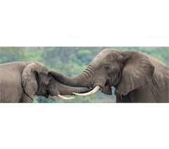 Tela ELEPHANTS marca CONFORAMA
