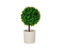 Planta floral ARBOL VERDE em vaso de cimento 24cm sortidas