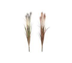 Planta Decorativa