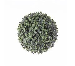 Planta Decorativa Boj