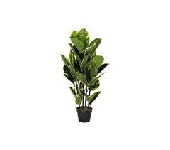 Planta Decorativa