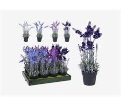 PLANTA DE LAVANDA VARIADA