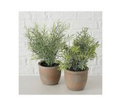 Planta sortida com vaso de 23 cm