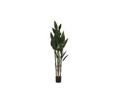 Planta Decorativa