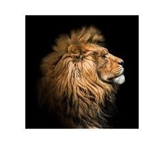 Tela LION PROFILE marca CONFORAMA