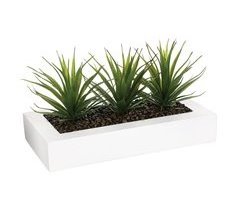 WELL HOME - Centro de mesa com 3 plantas de Aloe Vera