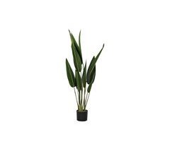 Planta Decorativa