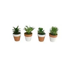 Planta KOTA sortida marca GERIMPORT 