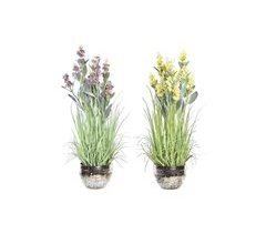 Planta Decorativa