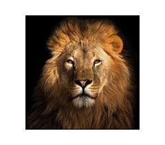 Tela LION FRONT CAT marca CONFORAMA