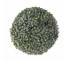 Planta Decorativa Boj