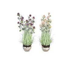 Planta Decorativa