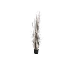 Planta Decorativa