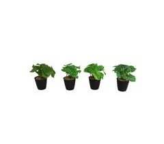 Planta INNA sortida marca GERIMPORT