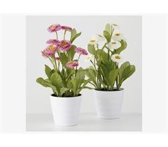 Vaso de plantas BELLIS sortido