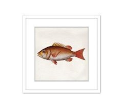 Pintura PEZ NARANJA 42x42cm marca MARCOMUEBLE 
