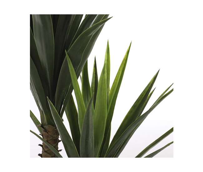 Planta Decorativa Yucca Verde