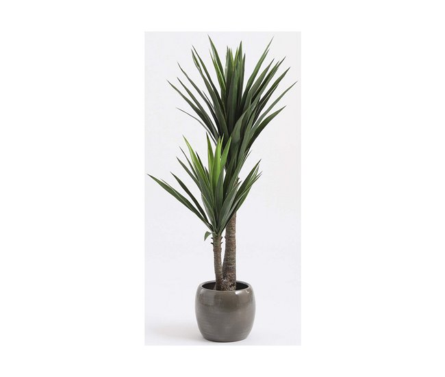 Planta Decorativa Yucca Verde