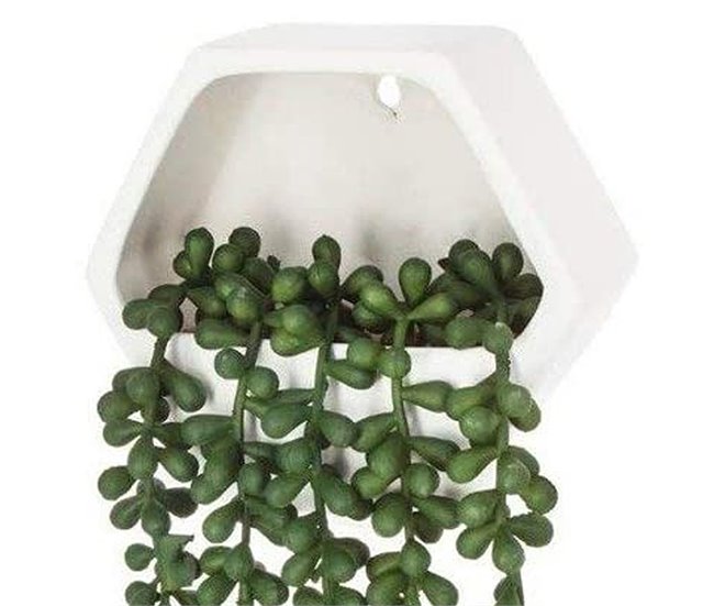 WELL HOME - Planta contemporânea para pendurar na parede Verde