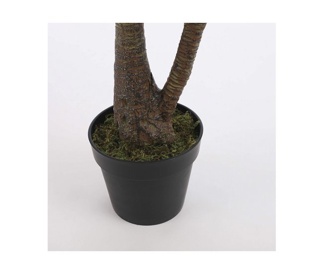 Planta Decorativa Yucca Verde