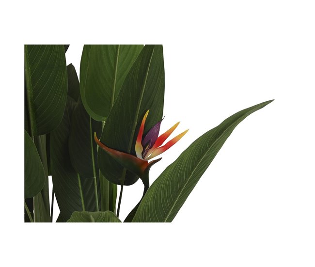 Planta Decorativa Verde