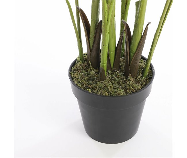 Planta Decorativa Verde