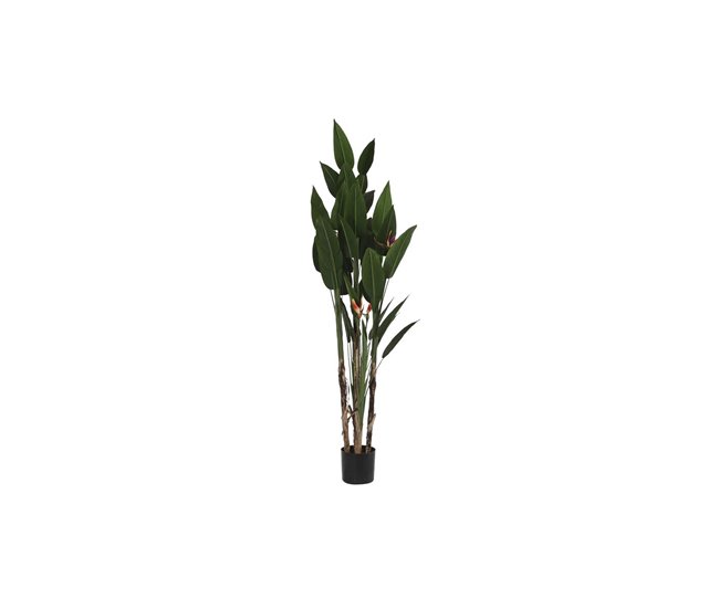 Planta Decorativa Verde