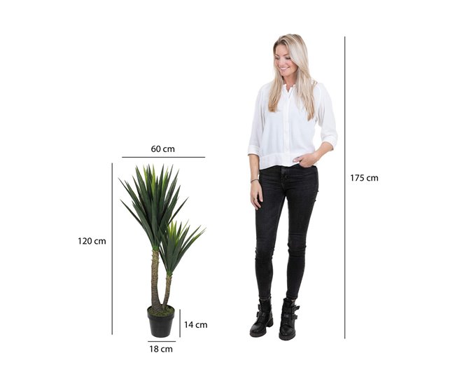 Planta Decorativa Yucca Verde