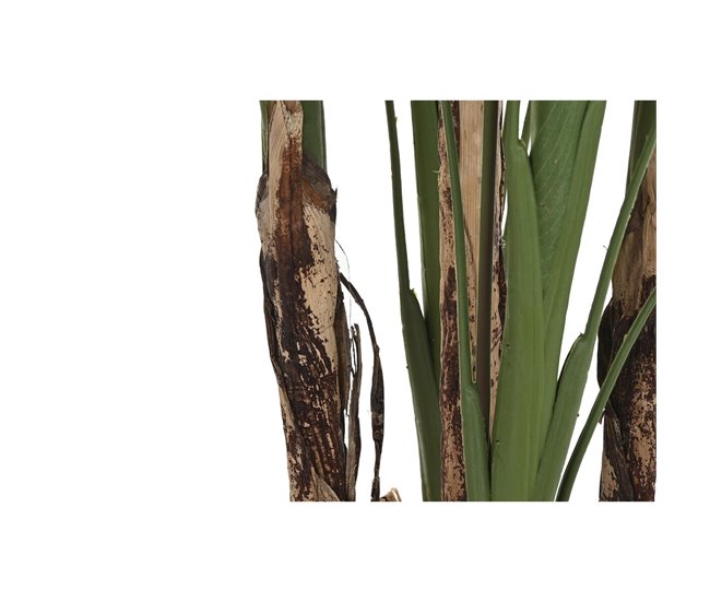 Planta Decorativa Verde