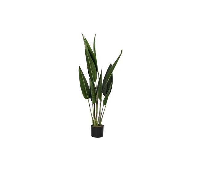 Planta Decorativa Verde