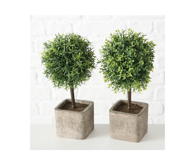 Planta LITO sortidamarca BOLTZE Verde