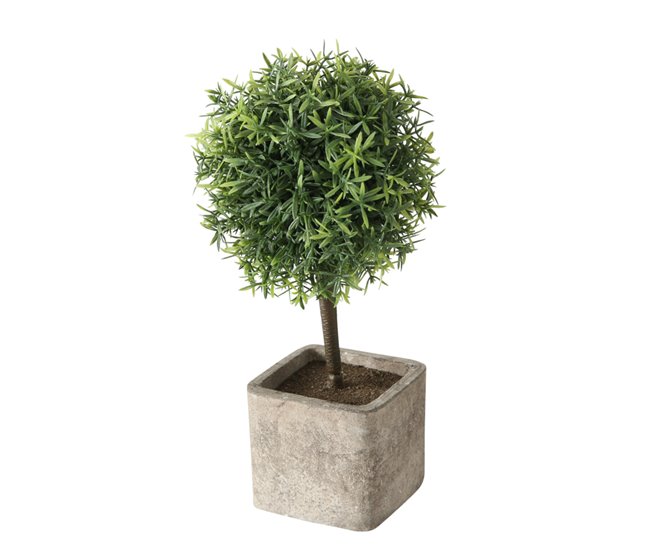 Planta LITO sortidamarca BOLTZE Verde