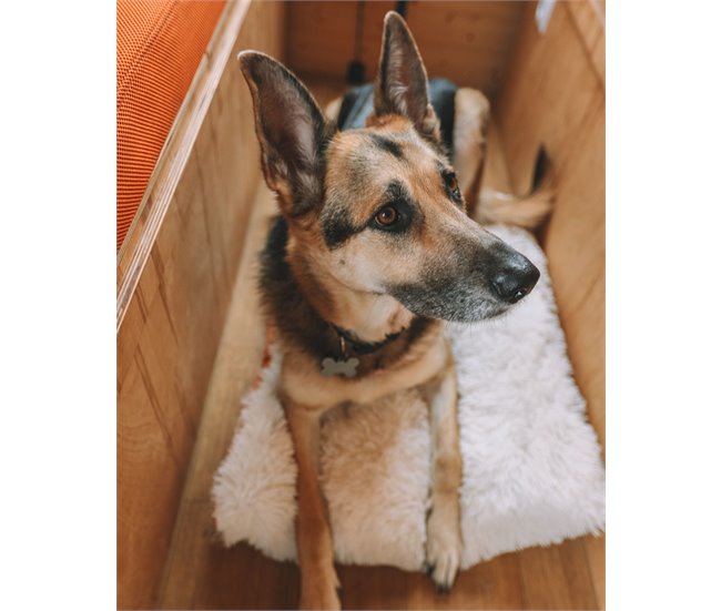 Beliani Cama para animais de estimação ERGANI Laranja