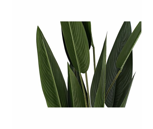 Planta Decorativa Verde
