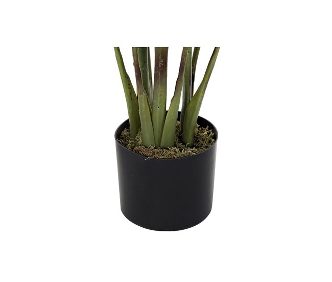 Planta Decorativa Verde