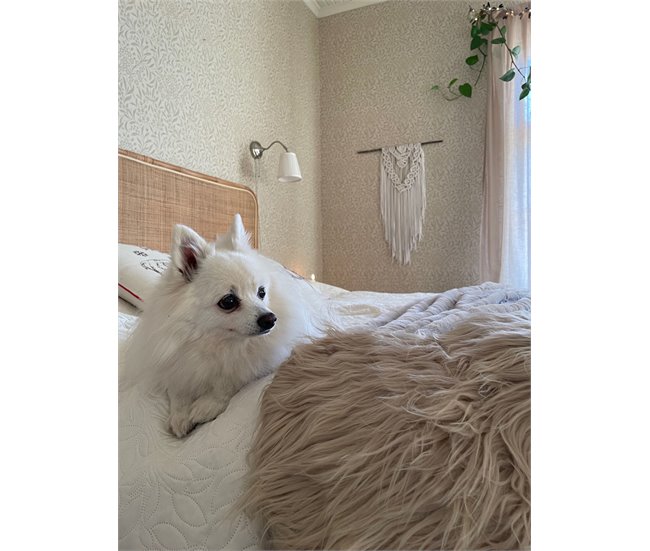 Beliani Shaggy (pelos longos) MUNGO 53x88 Bege