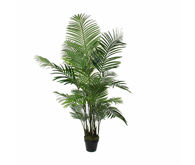 Planta Decorativa Verde