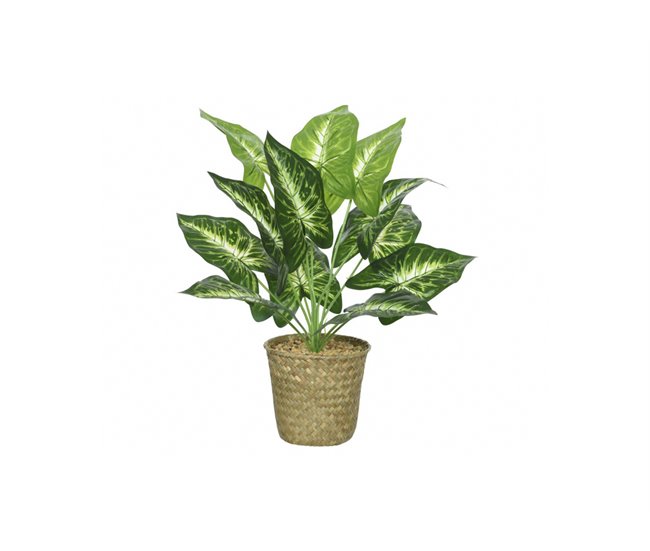 Planta CALATHEA marca EVERLANDS Verde