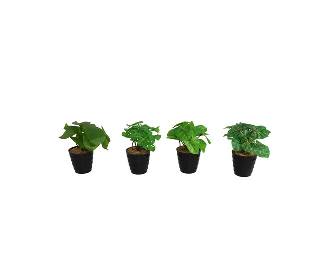 Planta INNA sortida marca GERIMPORT Verde