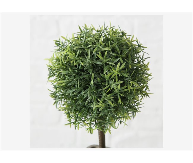 Planta LITO sortidamarca BOLTZE Verde