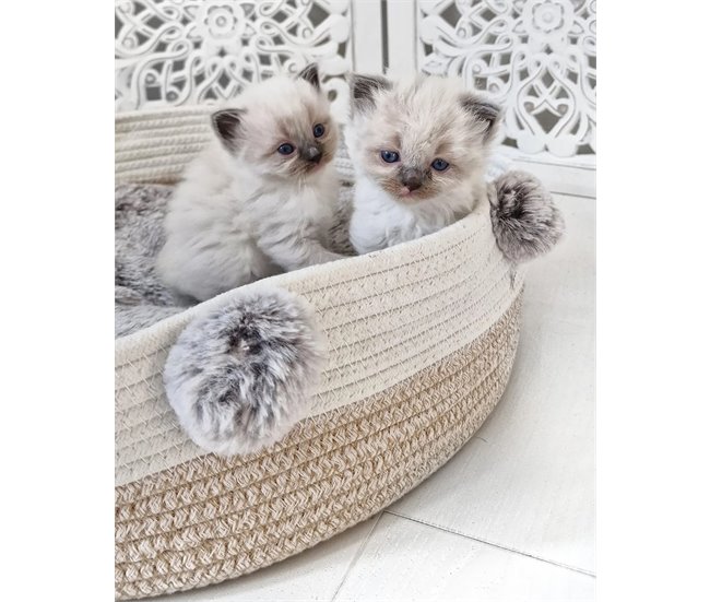 Beliani Cama para mascotas ORTACA Bege