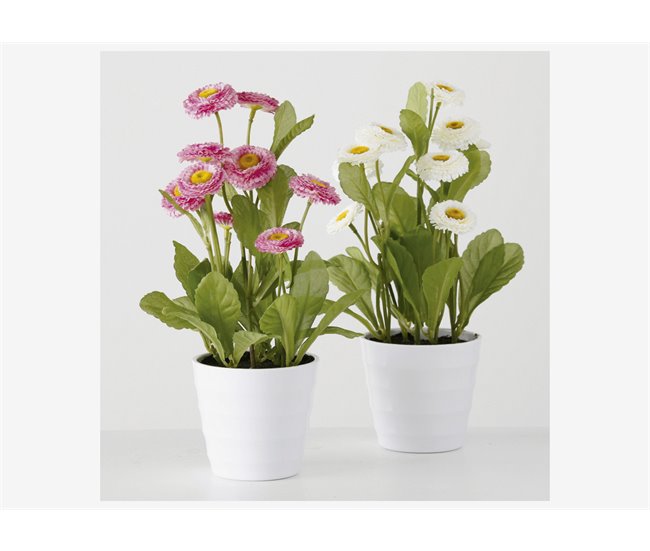 Vaso de plantas BELLIS sortido Branco