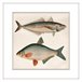 Pintura PECES 42x42cm marca MARCOMUEBLE  Multicor