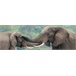 Tela ELEPHANTS marca CONFORAMA Multicor