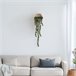 WELL HOME - Planta contemporânea para pendurar na parede Verde