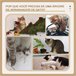 Árvore Arranhador para Gatos Multicor