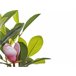 Beliani Planta artificial MAGNOLIA Verde