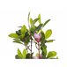 Beliani Planta artificial MAGNOLIA Verde