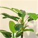 Bananeira Artificial PEVA, PE, Cimento HOMCOM, casa - decoração Verde