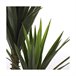 Planta Decorativa Yucca Verde